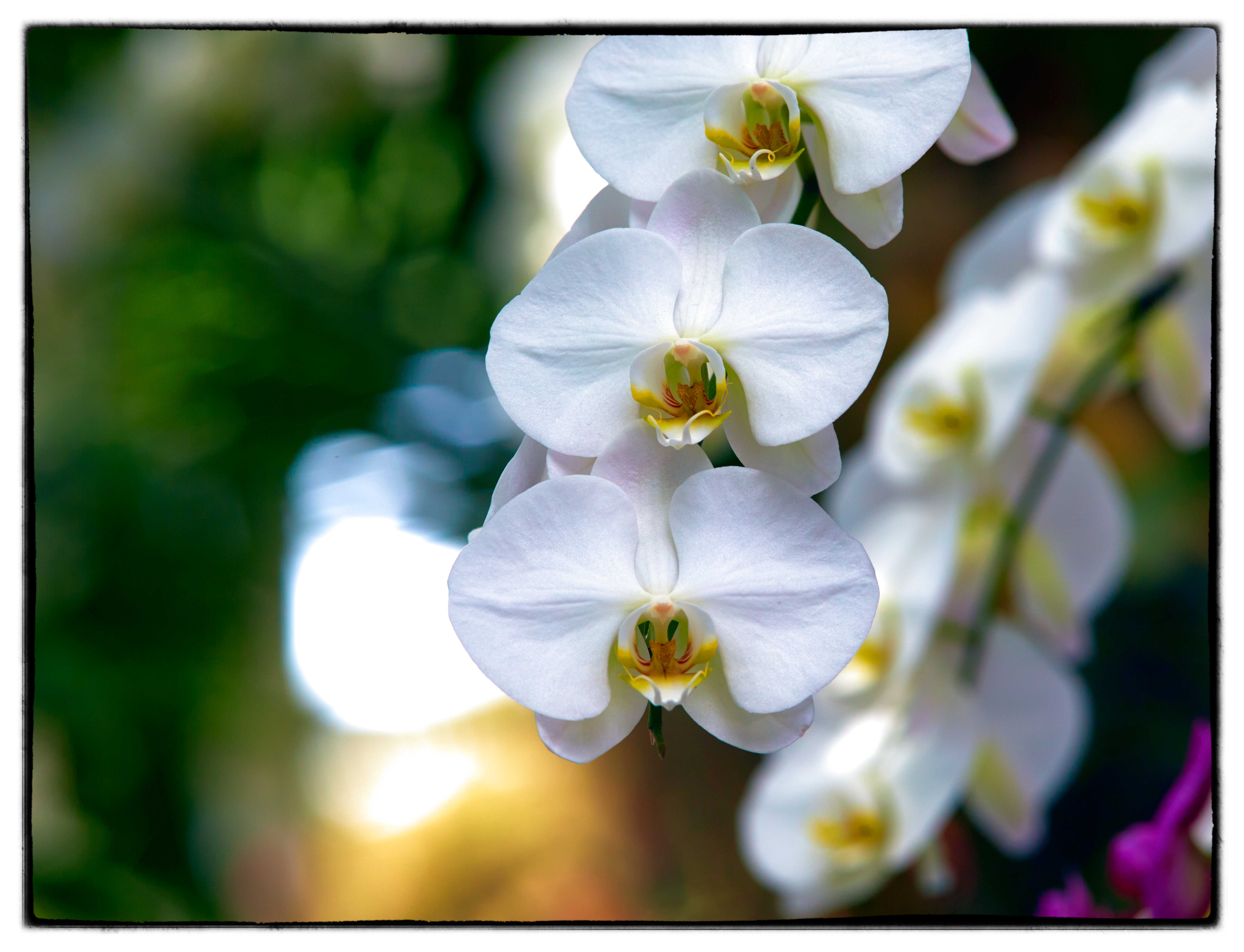 1739_Orchid_DX_0017-V1