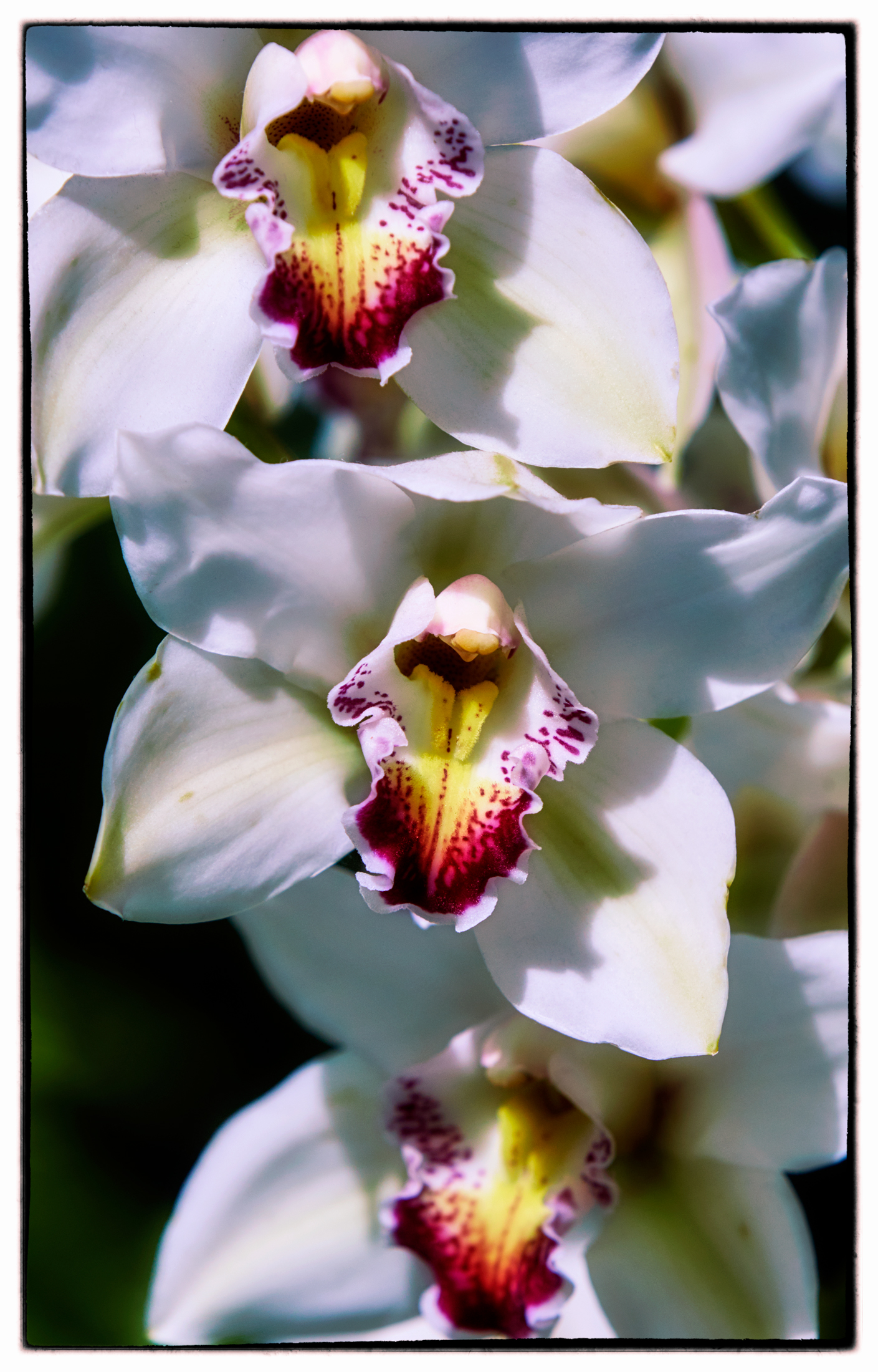 1739_Orchid_DX_0055_a