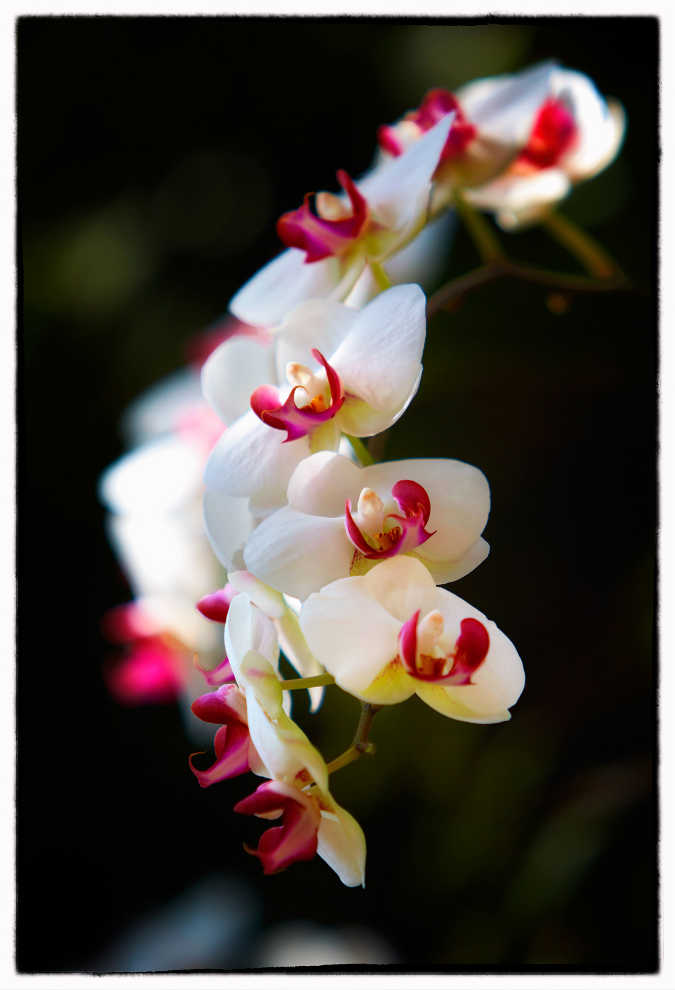 1739_Orchid_DX_0089b