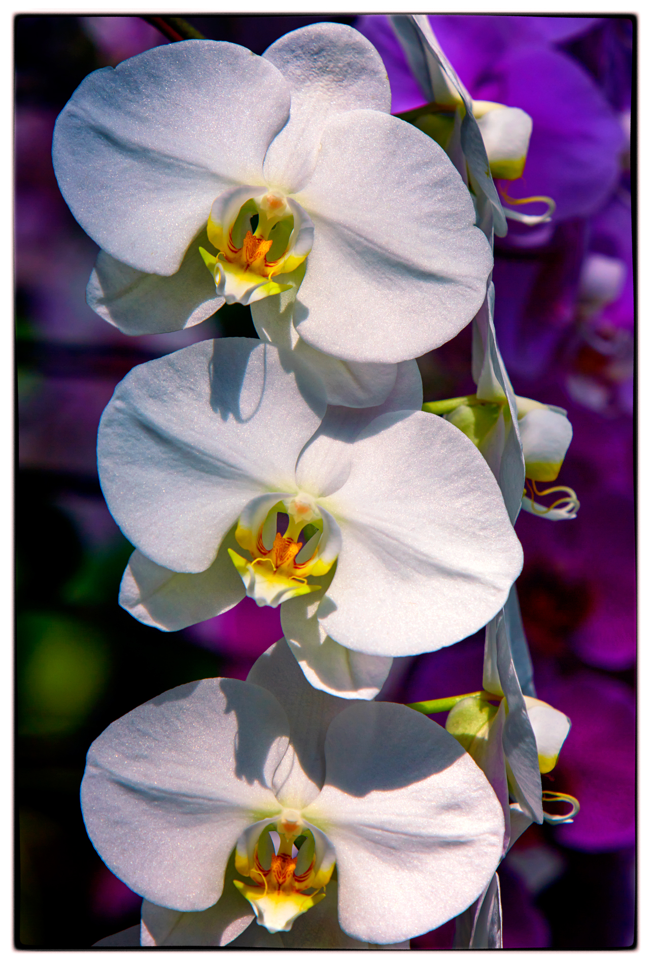 1739_Orchid_P5_2351