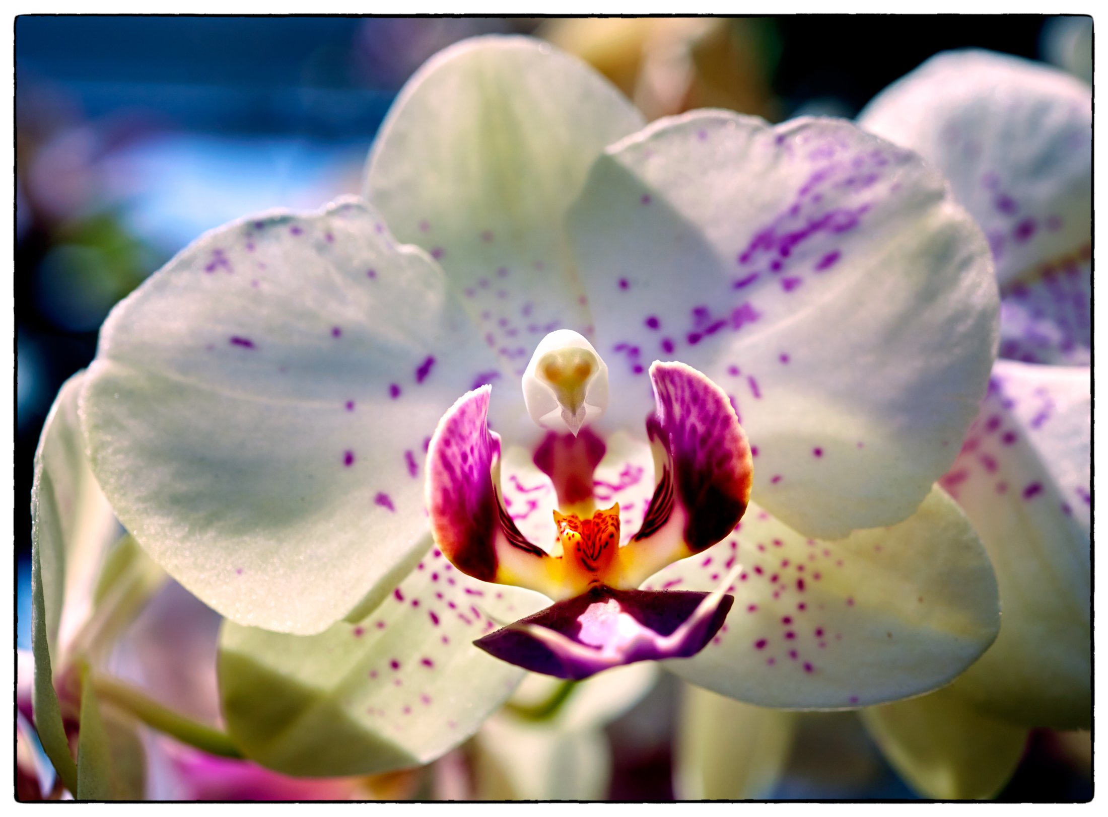 1739_Orchid_P5_2431