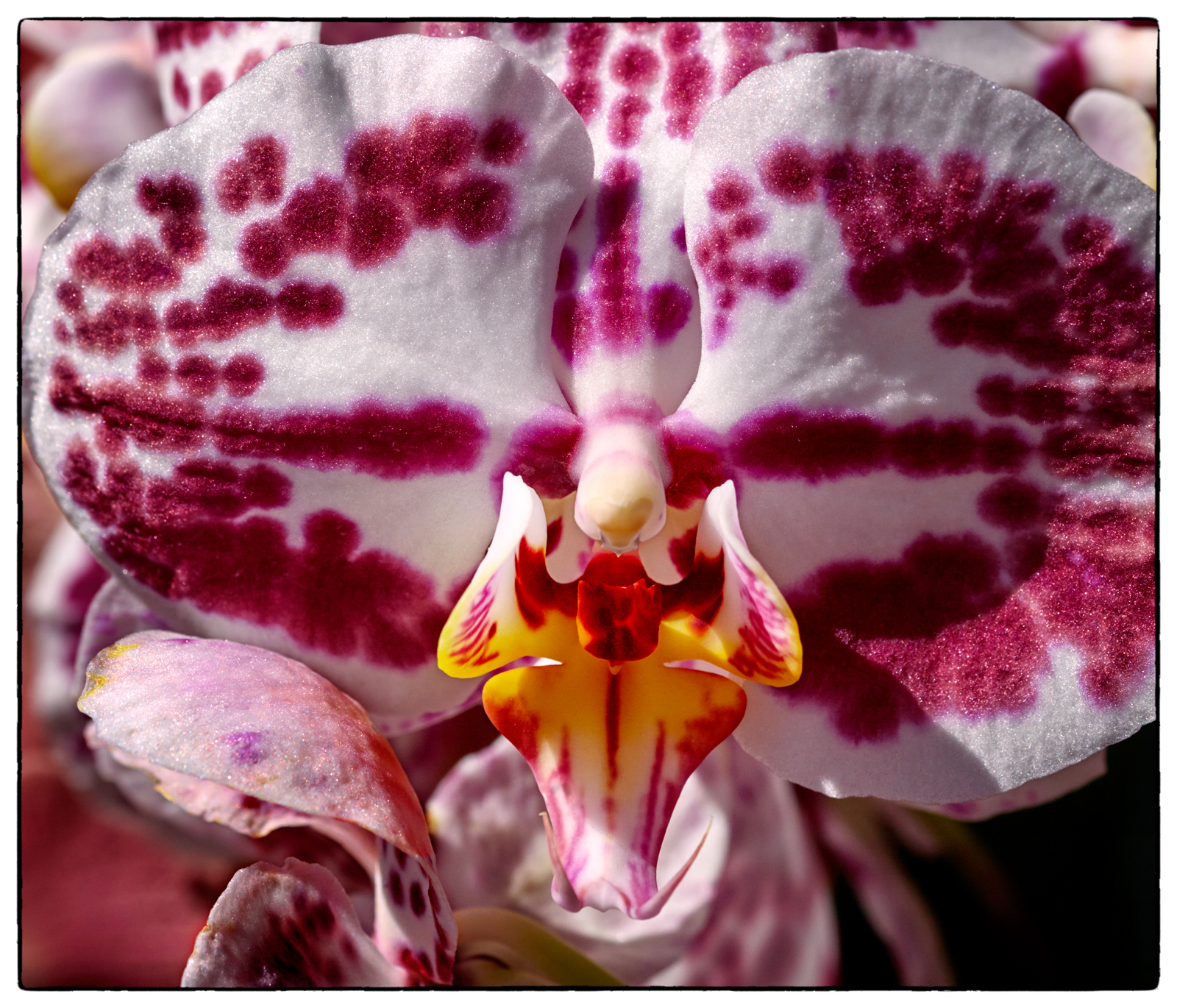 1739_Orchid_P5_2565