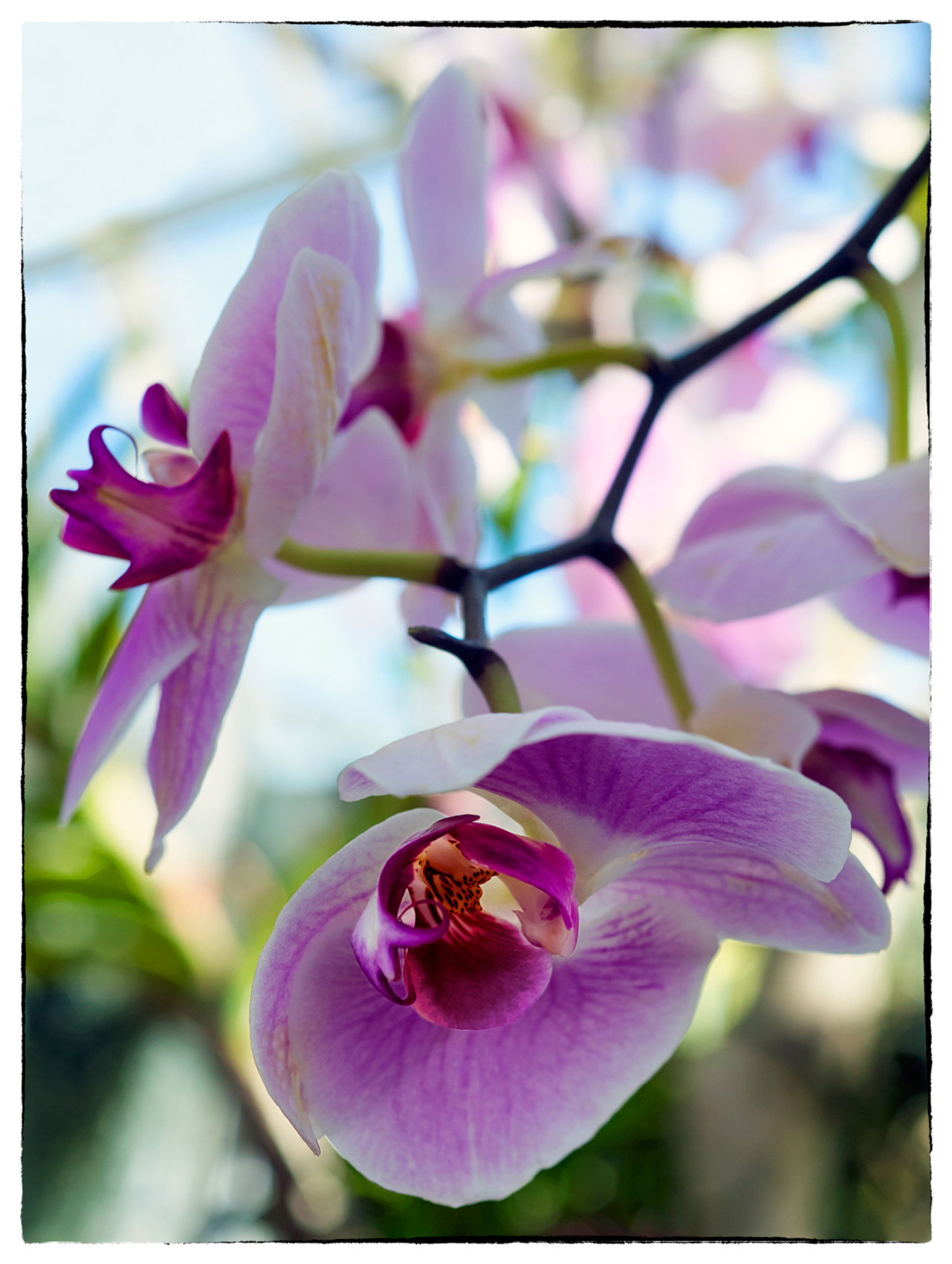 1739_Orchid_P5_2581b