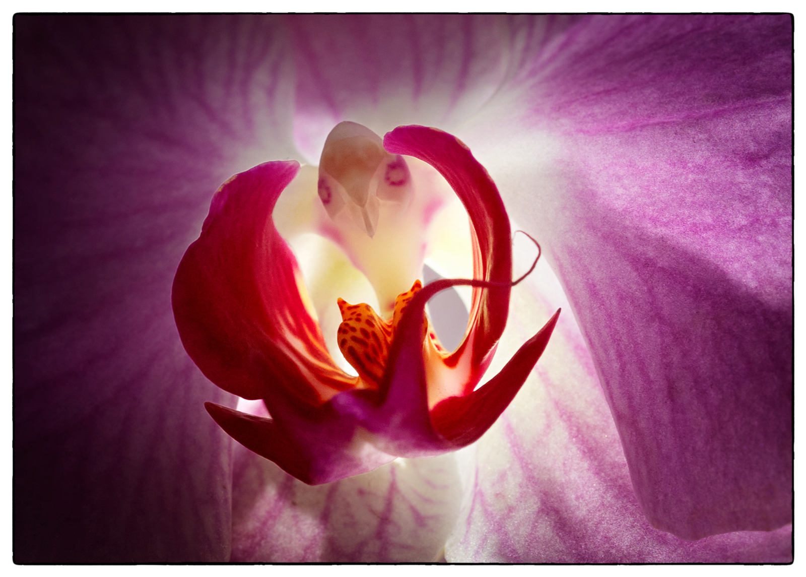 1739_Orchid_P5_2587-copy