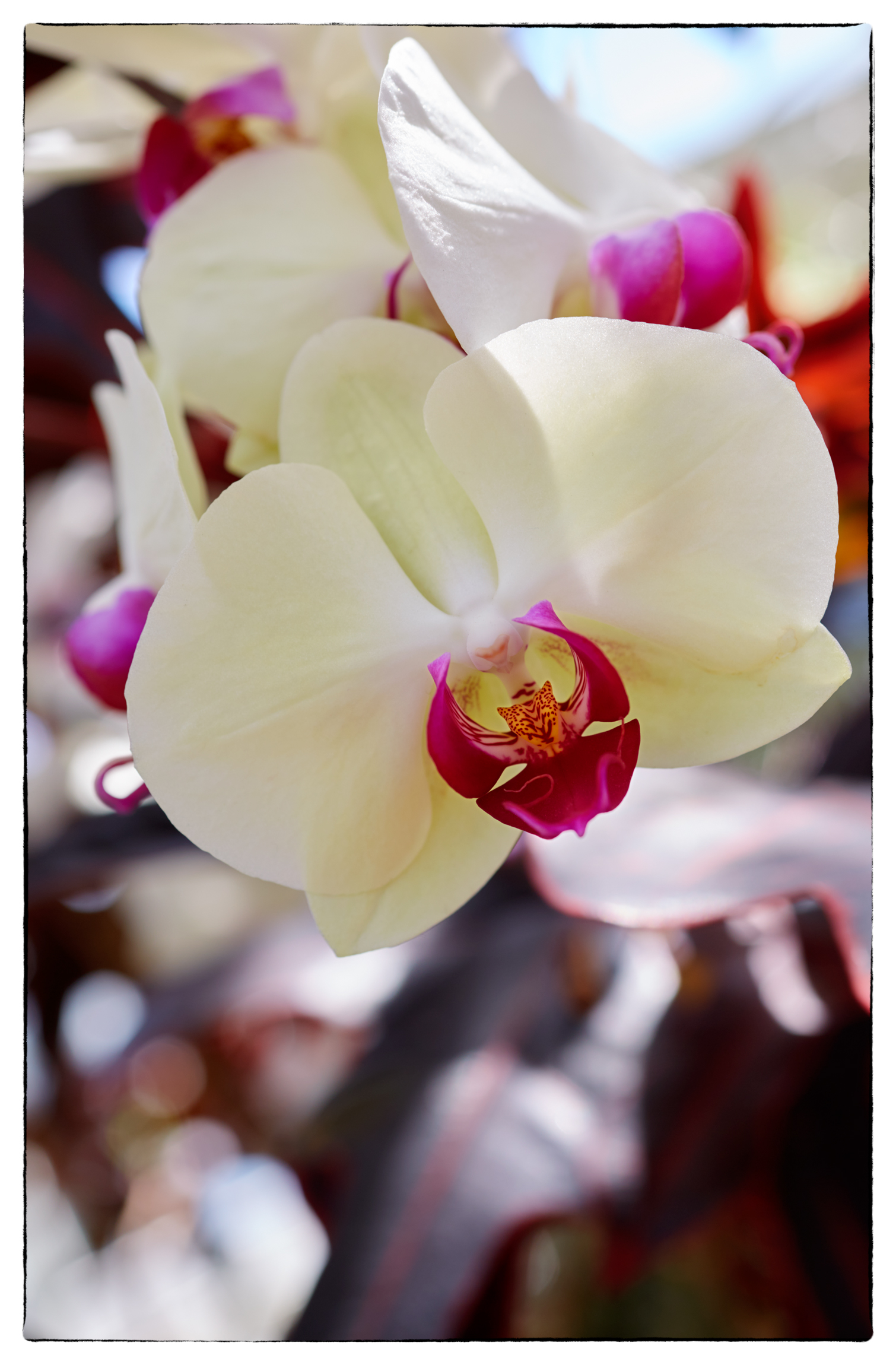 1739_Orchid_P5_2592