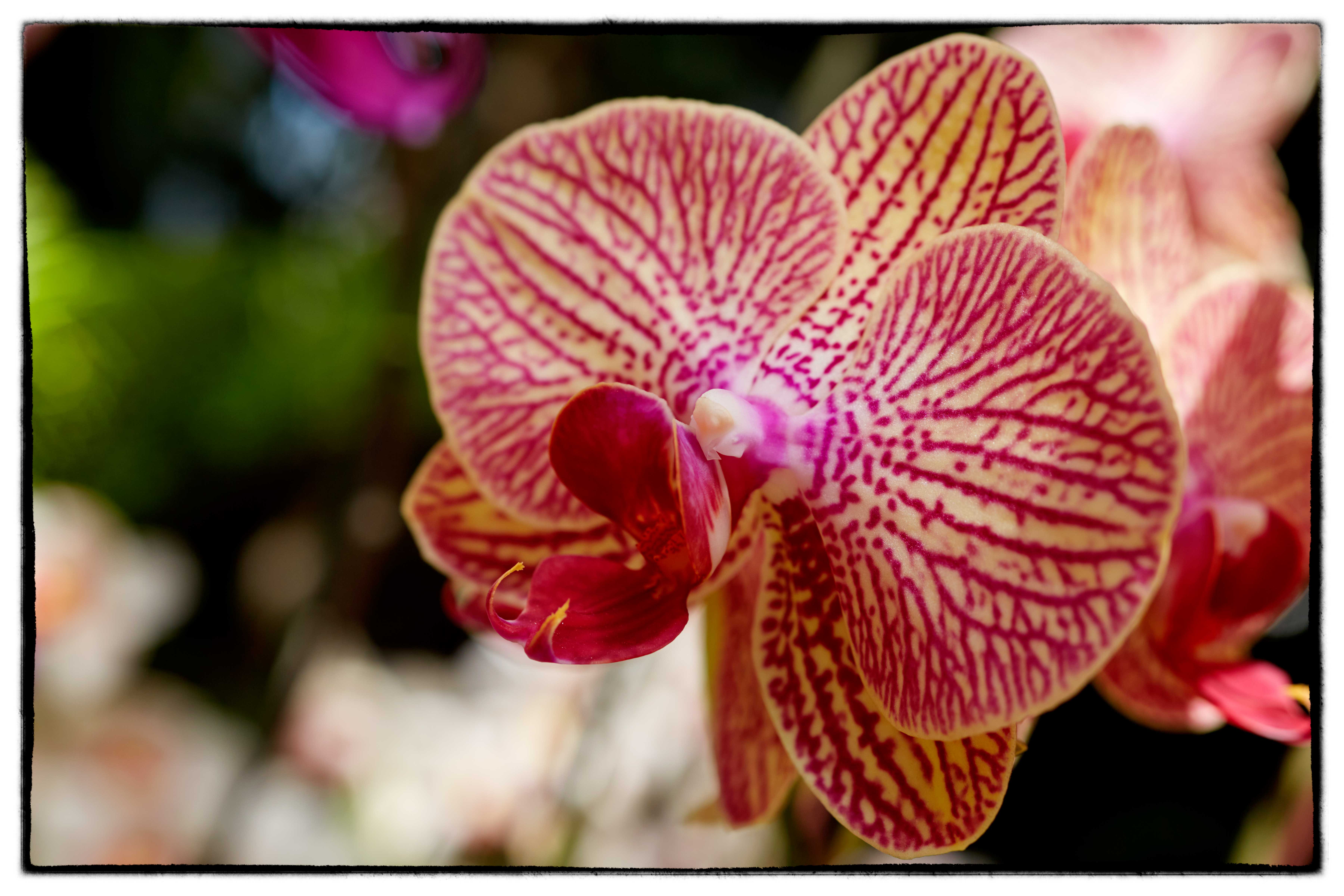 1739_Orchid_P5_2660